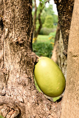 Calabash fruit