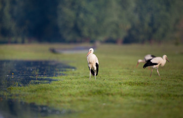 Obraz na płótnie Canvas White storks beside lake