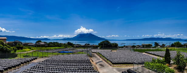 黒酢の壷畑と桜島の風景