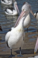 Wild Australian Pelican