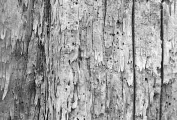 Obraz premium Morsches Holz Textur Hintergrund