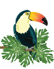 Vector Toucan sitting on tree branch isolated on white background. Tropical birds