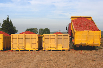 bennes pour conserverie de tomates