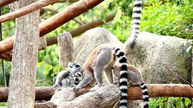 lemur  in chiangmai Thailand