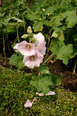 Hollyhocks