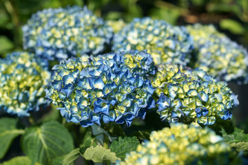 Hydrangea macrophylla Renate Steiniger © 7monarda