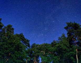 night sky full of stars over tree tops in the forest