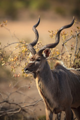 Kudu bull in the kruger national park