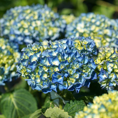 Hydrangea macrophylla Renate Steiniger © 7monarda