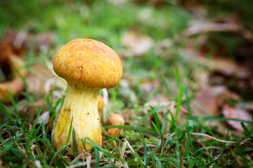  Boletus fungus