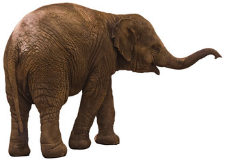 calf elephant