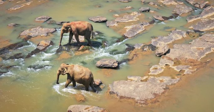 Aerial 4k video footage of wild elephants grossing river in Sri Lanka wildlife