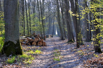 Pathway in the forest, road