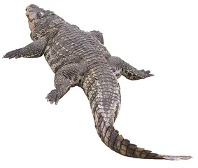 Crédence de cuisine en verre imprimé Crocodile gros crocodile