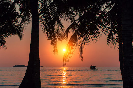 Fototapeta Beautiful blood-red sunset on the coast through palm leaves.