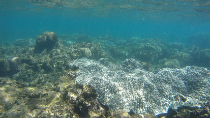 Коралл / Coral