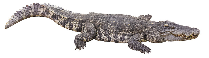 krokodil groot