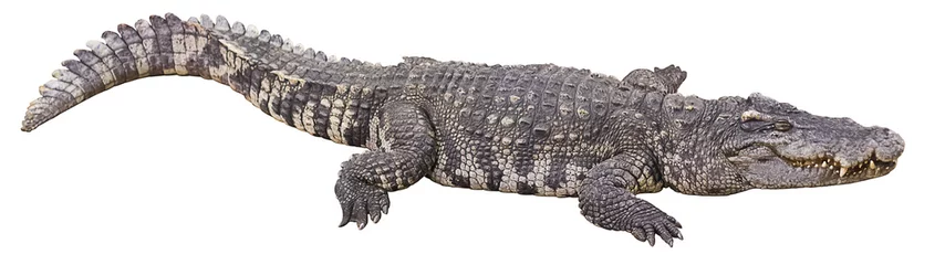 Foto op Canvas krokodil groot © tomkdesign