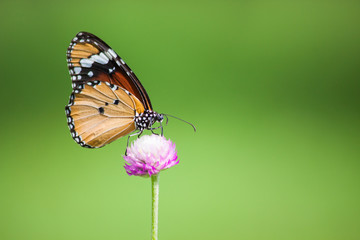 Butterflies in the garden flowers.