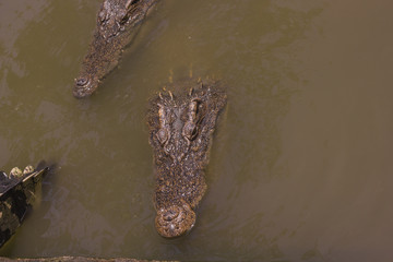 crocodile big