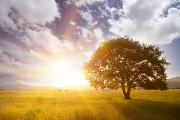 Fototapeta na wymiar Lonely tree against a blue sky at sunset.