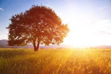Lonely tree against a blue sky at sunset.