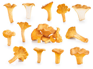 Chanterelle mushrooms isolated on a white background © vitals