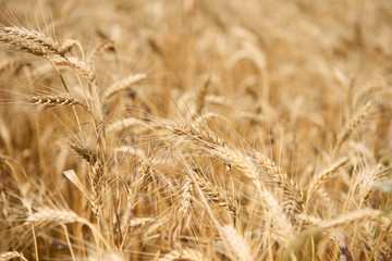 wheat ears closeup, beautiful summer landscape