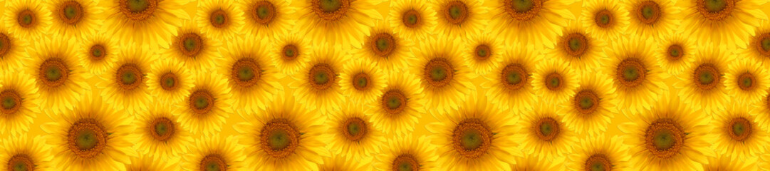 Fototapeta premium sunflower summertime