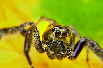 Spiders Jumping spiders are generally smaller