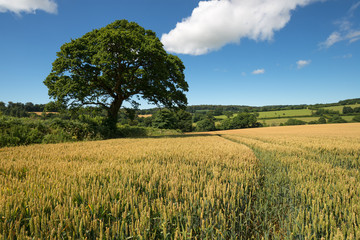Summer Corn Field