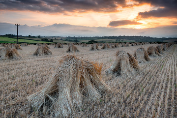 Barley Harvest in Devon