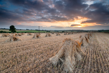 Fototapeta na wymiar Dramatic Harvest Sunset