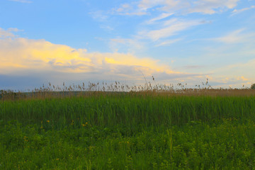 Green meadow and blue sky