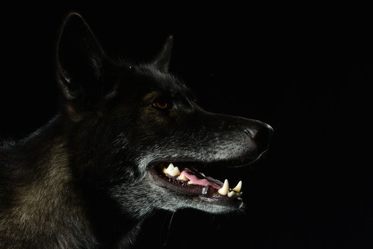 Wolfshund
