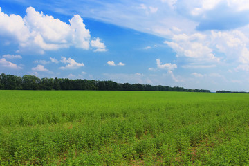 Obraz premium View of green lucerne field under blue sky