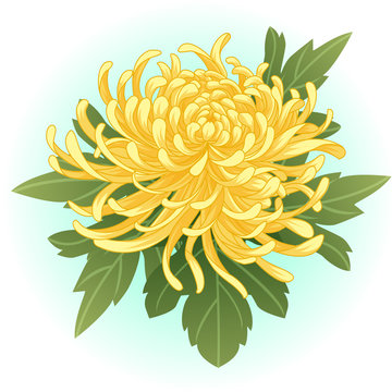 yellow chrysanthemum flower illustration vector
