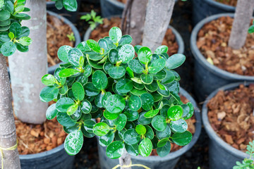 Banyan leaf (Ficus annulata) in the garden.