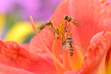 Blumen 654 © K.-U. Häßler