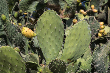 Ficus Indica with ripening thorny fruits