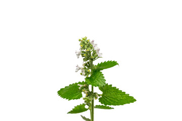 Blooming peppermint flower with waterdrops on white background