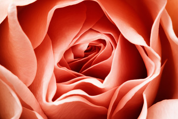 red rose petals for abstract background