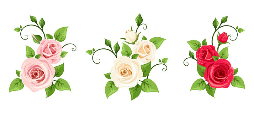 Set of three vector red, pink and white roses branches isolated on a white background.