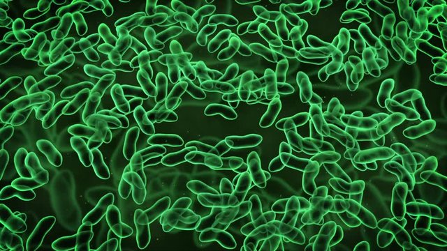 Virus  o bacteria zoom