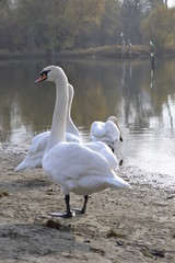 swans on the shore