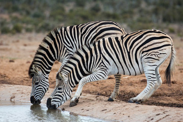 Fototapeta na wymiar Burchells or Plains Zebras Drinking Water