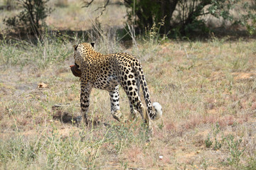 Wild leopard, Namibia, Africa
