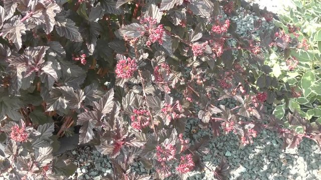 Cornus alba and the cornus sanguinea in landscape design