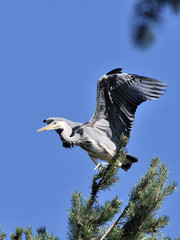 Flapping wings Grey Heron chick near the nest