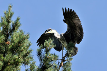 Flapping wings Grey Heron chick near the nest